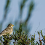 Bruant proyer en Crau
